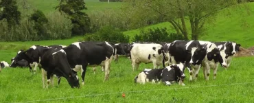 Vacas leiteiras em uma pastagem