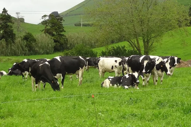 Vacas leiteiras em uma pastagem