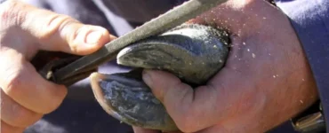 Lesão de casco de bovino sendo tratada