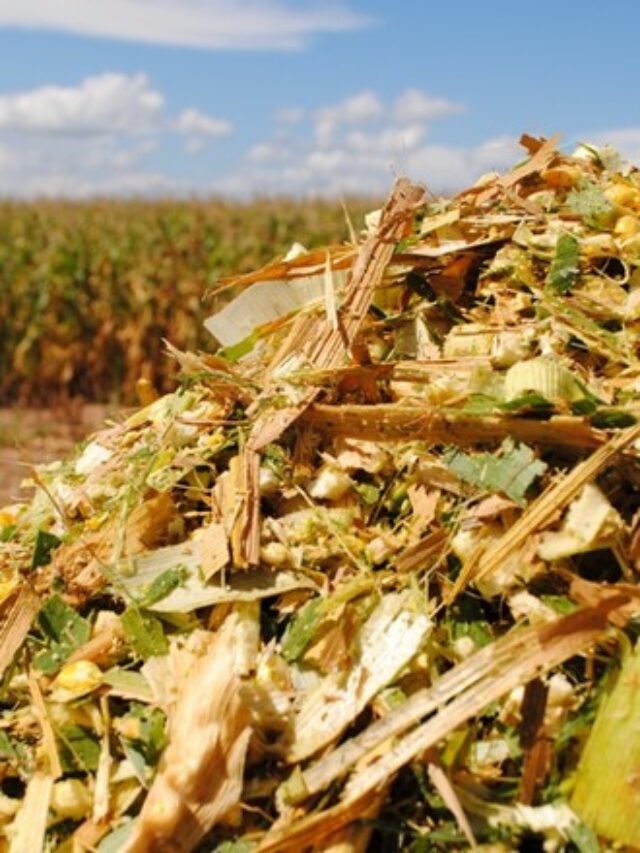 Colheita de sucesso: planejando o plantio de milho para silagem