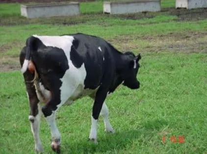 Vaca no estágio 1 do parto