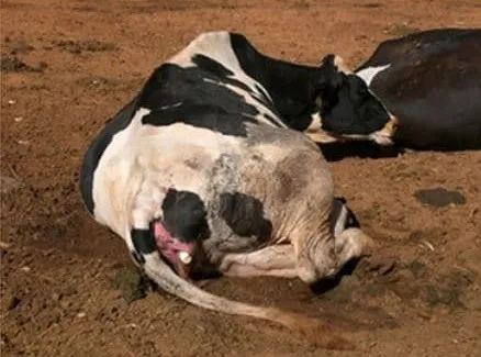Vaca no estágio 2 do parto