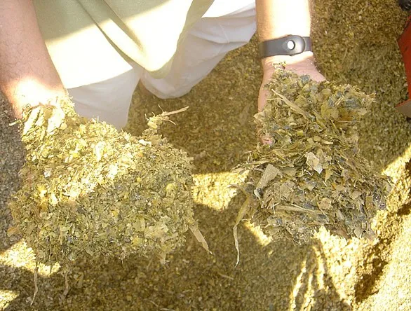 Homem segurando fibra para dieta de bovinos leiteiros