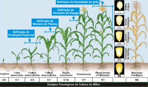 Fases do estádios fenológicos do milho
