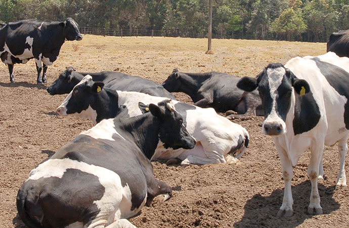 Vacas deitadas com estresse térmico