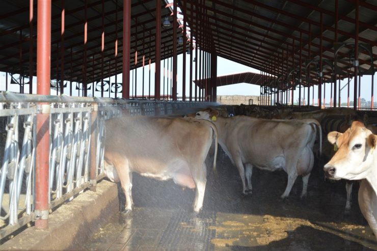 Água sendo espirrada em uma área para diminuir o estresse térmico de vacas leiteiras