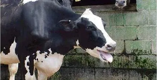 Vaca leiteira com sinais de estresse térmico