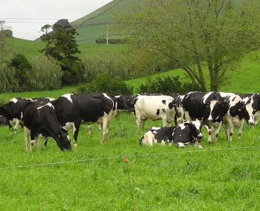 Vacas no pasto