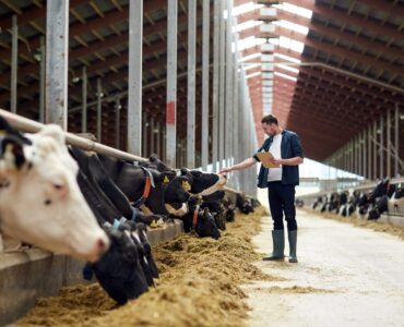 Homem fazendo carinho em uma vaca leiteira