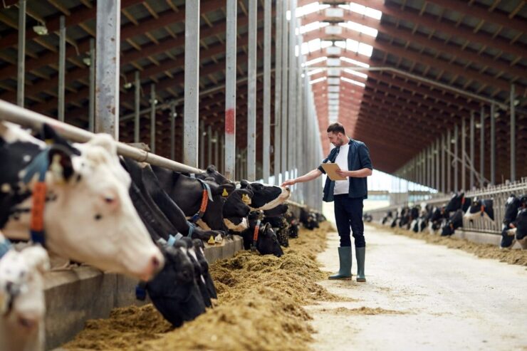 Homem fazendo carinho em uma vaca leiteira