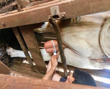 Homem medindo o perímetro escrotal de um bovino de corte