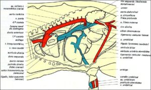 Anatomia do umbigo dos bezerros