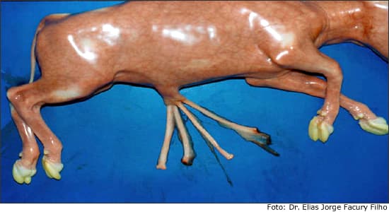 Anatomia do umbigo do bezerro
