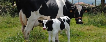 Vaca leiteira e bezerro em pé