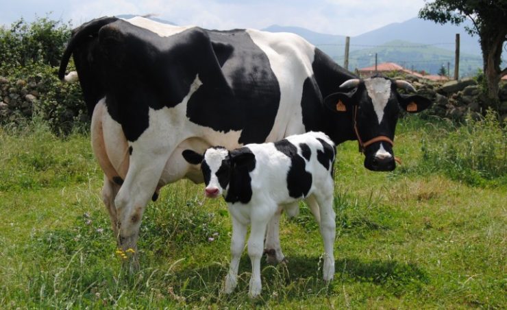 Vaca leiteira e bezerro em pé