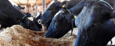E-book Aditivos na dieta de bovinos leiteiros