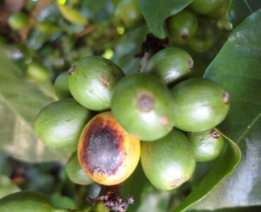 Fruto de café com cercosporiose