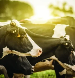 Vacas leiteiras em uma fazenda