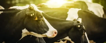 Vacas leiteiras em uma fazenda