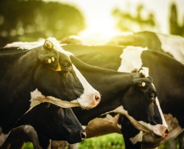Vacas leiteiras em uma fazenda