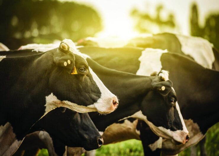 Vacas leiteiras em uma fazenda