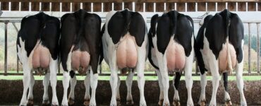 Vacas leiteiras com úbere cheio de leite