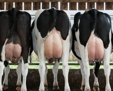 Vacas leiteiras com úbere cheio de leite