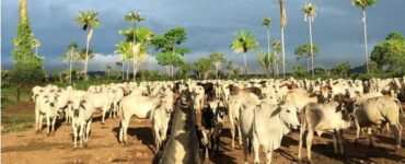 Gado recebendo suplementação no pasto