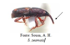 Exemplo de inseto da família Curculionidae