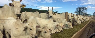 alimentação de bovinos de corte