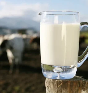 Jarro de leite com vacas ao fundo
