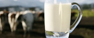 Jarro de leite com vacas ao fundo
