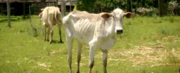 Bovino com sintomas de tripanossomose