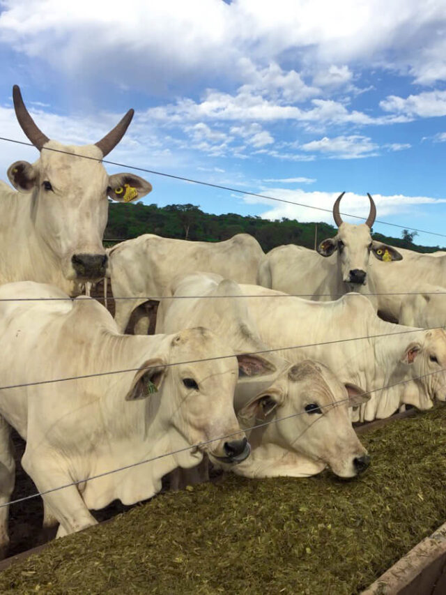 Fundamentos da nutrição para o gado de corte