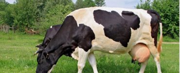 vaca leiteira no pasto