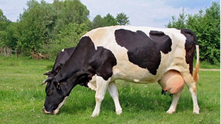 Vaca leiteira com o úbere cheio em um pasto