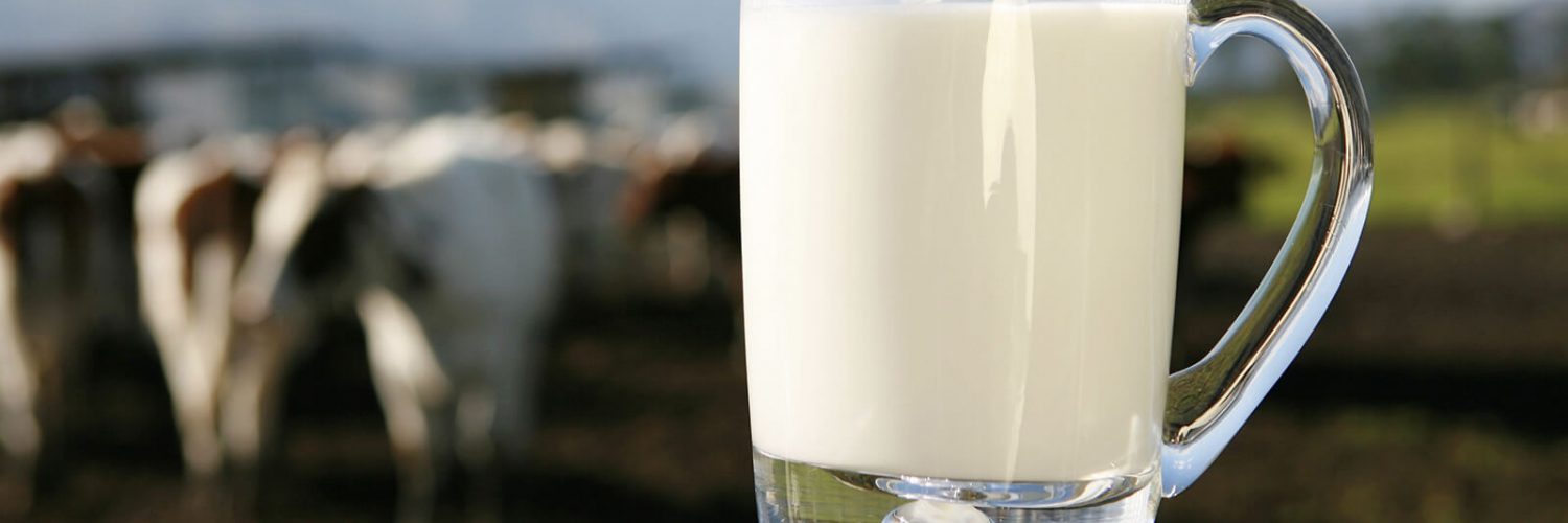 jarro de leite com vacas ao fundo