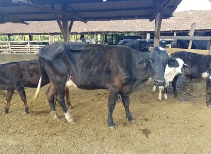 Animal com Tripanossomose