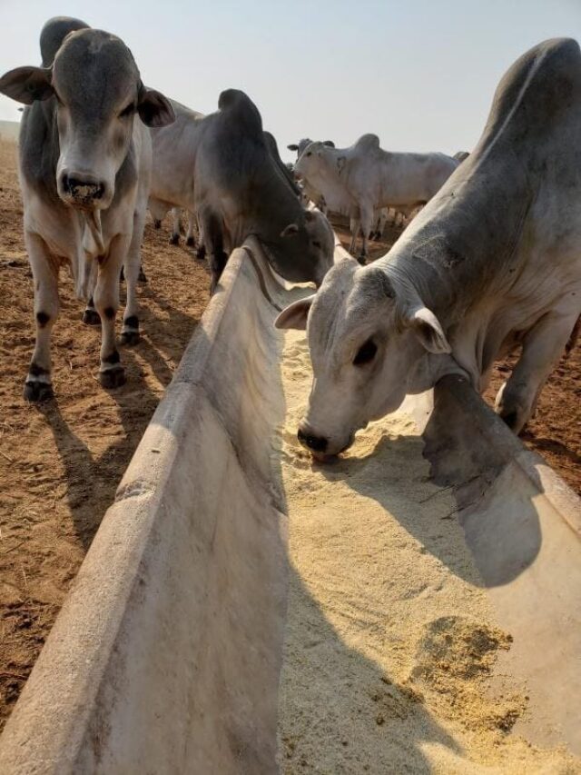 Fibra efetiva na nutrição do gado de corte