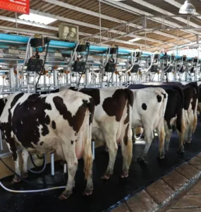 Vacas leiteiras em um local higienizado