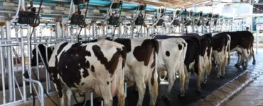 Vacas leiteiras em um local higienizado