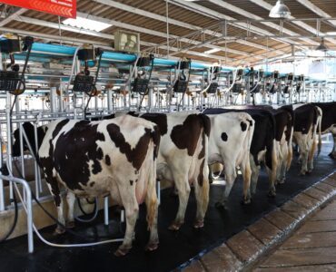 Vacas leiteiras em um local higienizado
