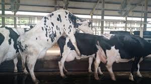 Reprodutividade bovinos de leite