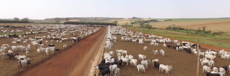 Sistema de produção de gado de corte