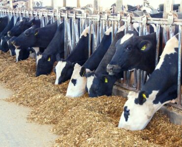 Webinar Manejo alimentar de vacas em período de transição
