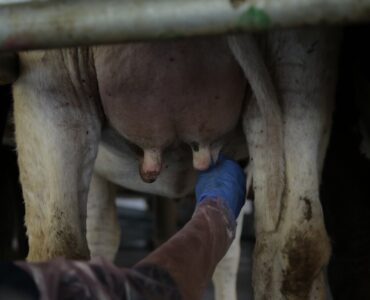 Webinar Tratamento de mastite em vacas leiteiras