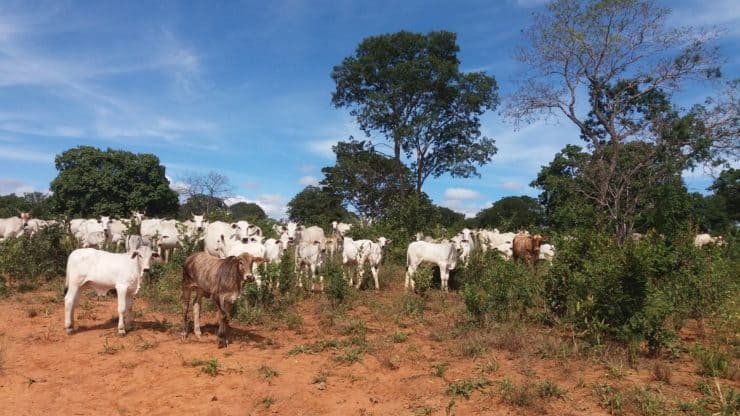 Fazenda de gado de corte