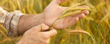 origem do trigo