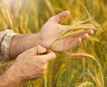 Homem segurando trigo nas mãos