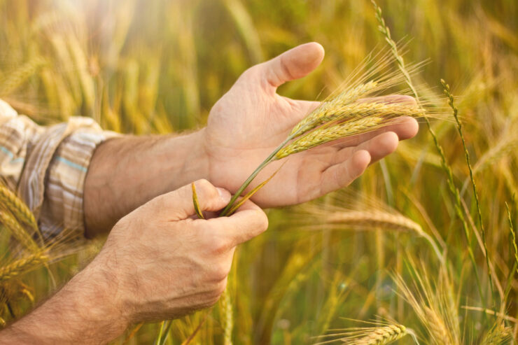 Homem segurando trigo nas mãos